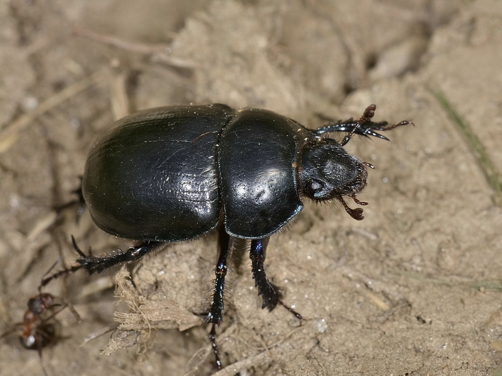 Anoplotrupes stercorosus